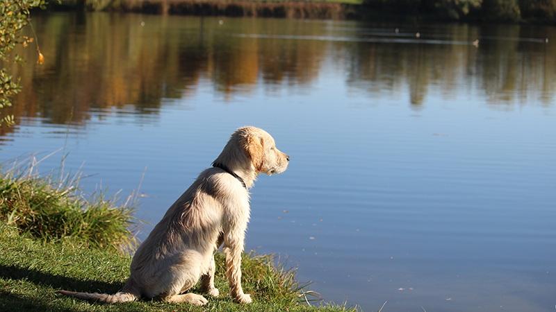 Водоем